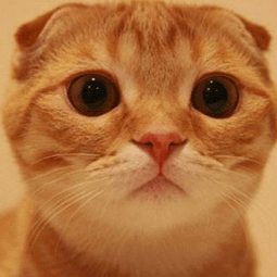 海外加速器 免费